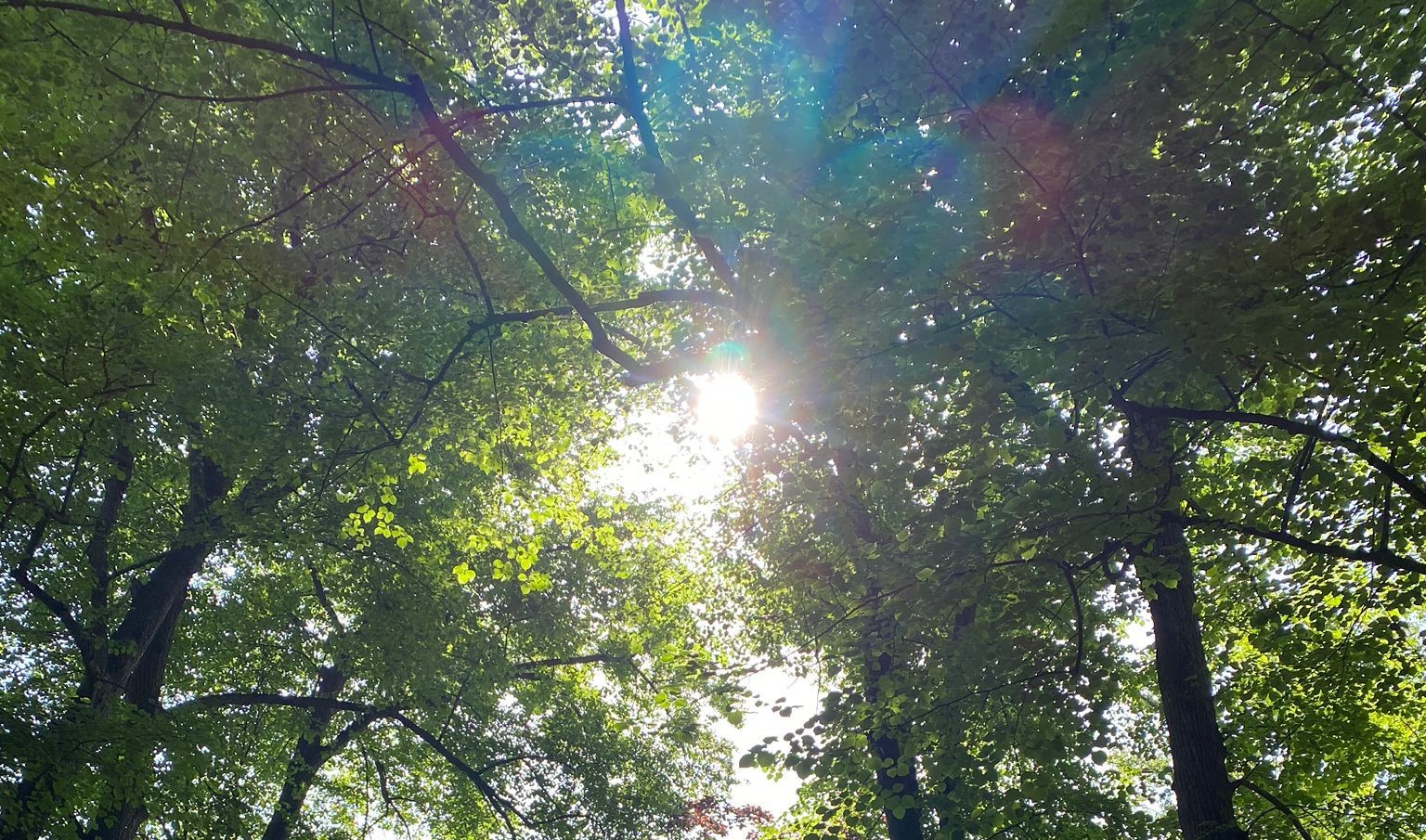 Zonlicht dat door het bladerdak van een zomers loofbos schijnt
